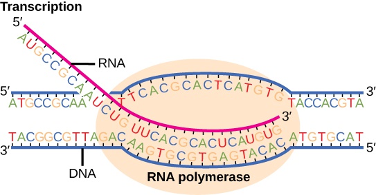 Genes and Proteins Resources